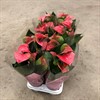 ANTHURIUM 12 CM SWEET DREAMS  1X10